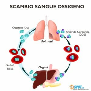 Saturimetro: scambio Sangue Ossigeno