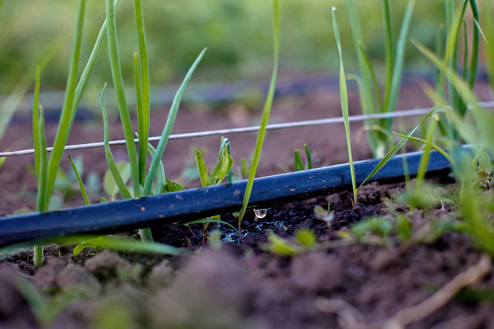 Migliori Kit irrigazione a goccia, per giardino e orto 2024