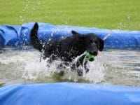 Piscinetta per Cani