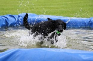 Piscinetta per Cani