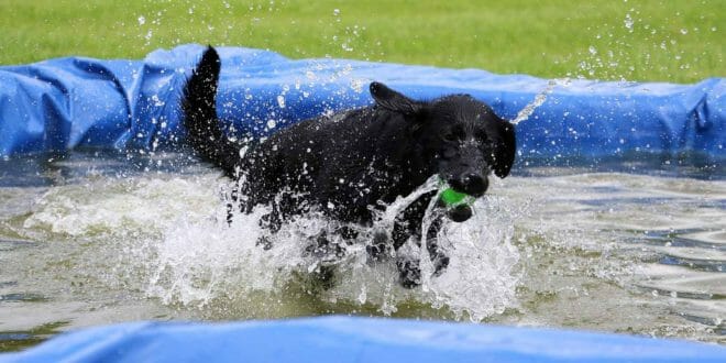 Piscinetta per Cani