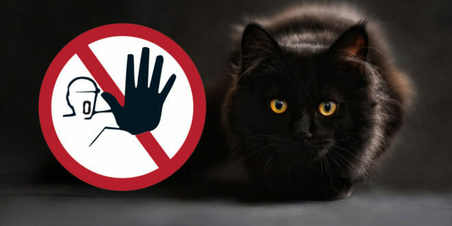 Repellente per gatti