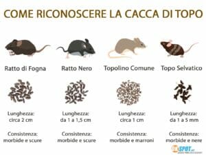 Come riconoscere la cacca di topo