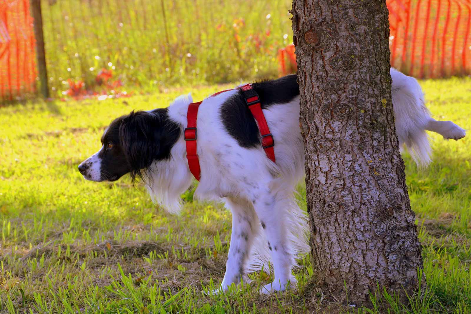 Migliori Repellenti per Cani: dissuasori che funzionano 2024