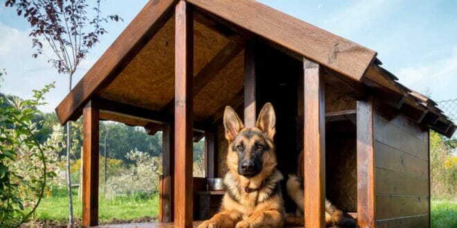 Migliori cucce cane esterno