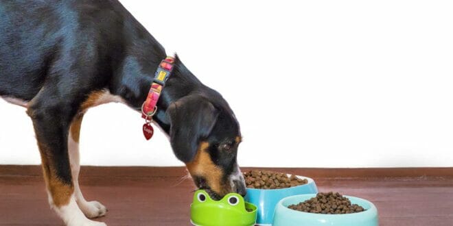 Migliori crocchette cani