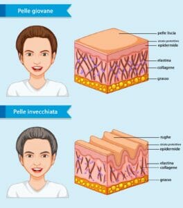 Infografica pelle